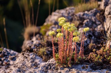 Kayaların arasında büyüyen güzel bitkiler, Santo Domingo de Silos, Burgos, İspanya