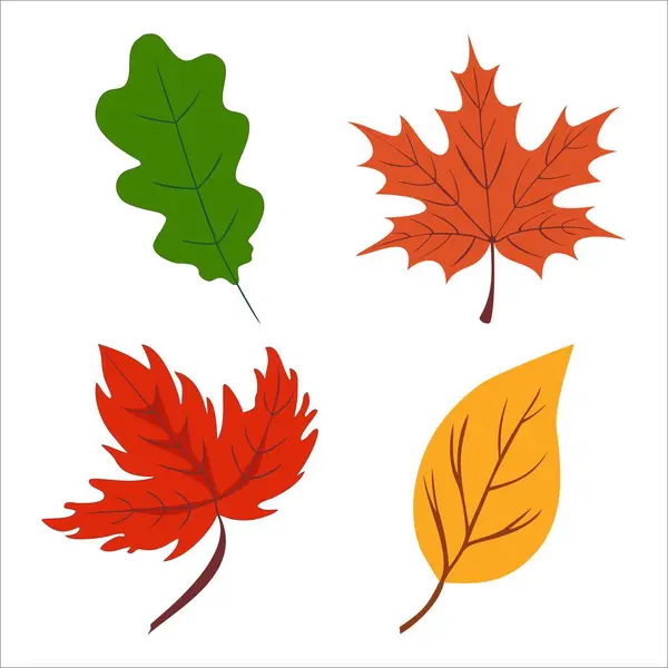 Sonbahar yaprakları koleksiyonu. Botanik vektör illüstrasyonu.