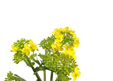 Beyaz arka planda izole edilmiş kolza çiçeği