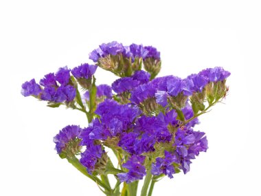 Çiçekli Deniz lavantası, Limonyum sinuatum, beyaz arka planda