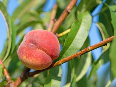 Peach, Prunus persica, on the tree