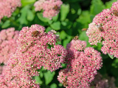 Kırmızı çiçekli sedum santrali, Hylotelephium telephium.