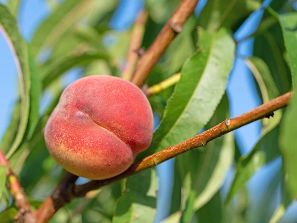Peach Prunus Persica Tree — Fotografia de Stock
