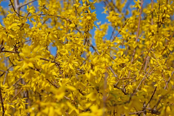 Flowering Forsythia Spring — Stock Photo, Image