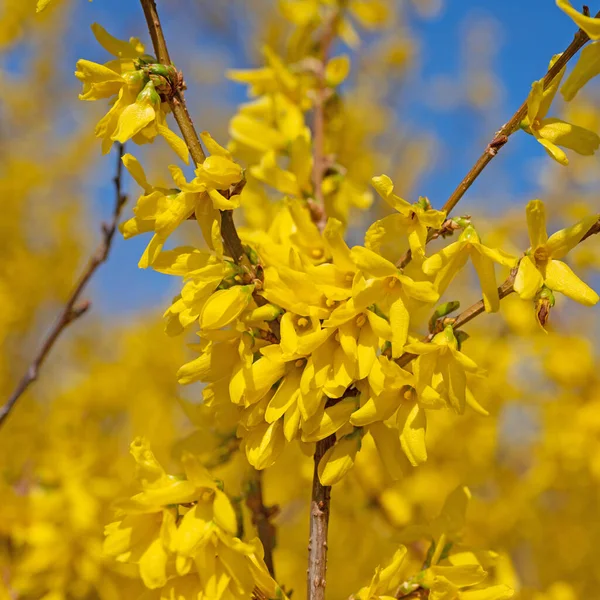 Virágzó Forsythia Tavasszal — Stock Fotó