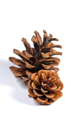 Çam kozalakları yakın planda beyaz bir arkaplanda