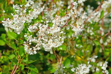 Çiçekli düğüm, Fallopia aubertii, yakın plan.