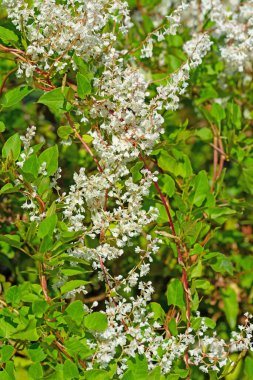 Blooming knotweed, Fallopia aubertii, in close up clipart