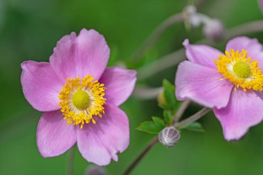 Çiçekli sonbahar şakayığı, Anemone hupehensis