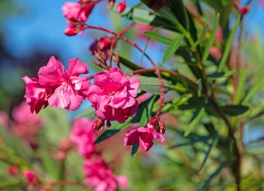 Kırmızı çiçekli zakkum, Neryum zakkum