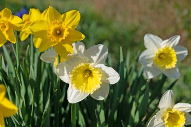 Çiçekli nergisler, Narcissus, baharda.