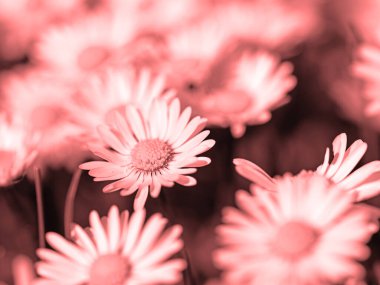 Papatyalar, Bellis Perennis, yakın planda.