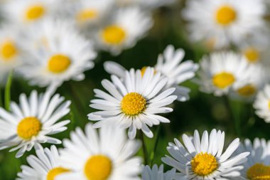 Papatyalar, Bellis Perennis, yakın planda.