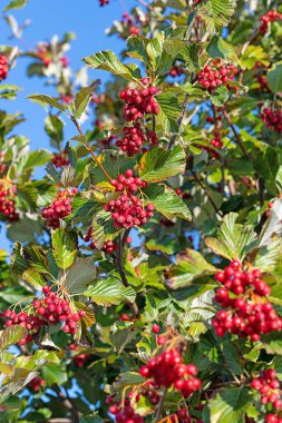Fruits from the mealberry tree 