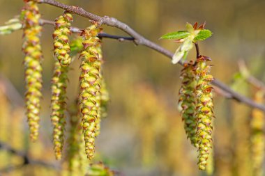 Boynuz direğinin erkek çiçekleri