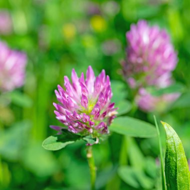 Çiçekli kırmızı yonca, Trifolium pratense, yakın plan.