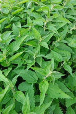 Büyük ısırgan otu, Urtica dioica, baharda