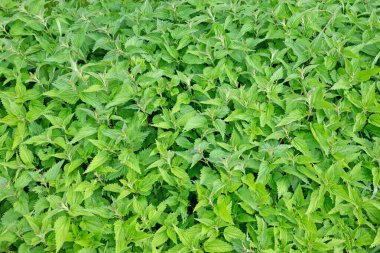 Büyük ısırgan otu, Urtica dioica, baharda