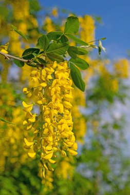 Baharda sarı çiçekli laburum
