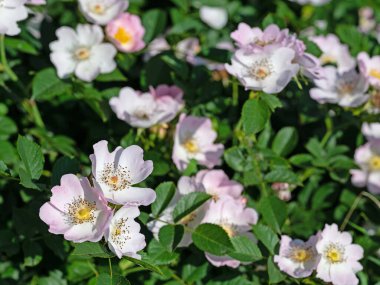 Çiçekli gül kalçalar, Rosa canina, baharda