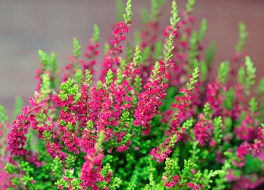 Çiçekli funda yakın planda.