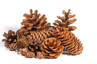 Beyaz arka plana karşı ladin konileri, tarla kozalakları ve çam kozalakları