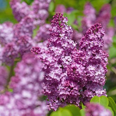 Mor çiçekli leylak, Şırınga, baharda