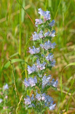 Çiçekli mavi engerek böceği, Echium vulgare