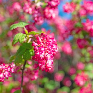 Çiçekli kan üzümü, Ribes Sanguineum, ilkbaharda.