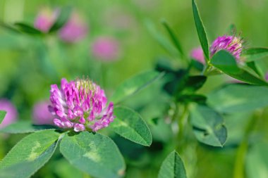 Çiçekli kırmızı yonca, Trifolium pratense, yakın plan.