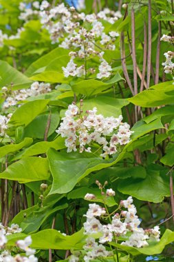Çiçek açan fasulye ağacı, Catalpa, yazın.