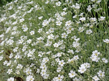 Baharda hornwort, Cerastium tomentosum hissettim.