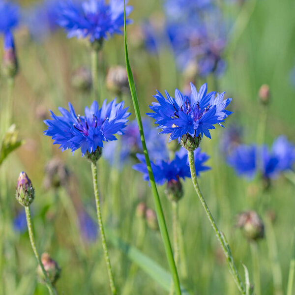 Цветущие васильки, Cyanus segetum, крупный план