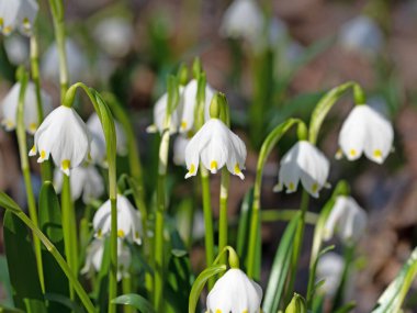 Çiçekli bahar kar taneleri, leucojum vernum