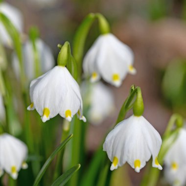 Çiçekli bahar kar taneleri, leucojum vernum