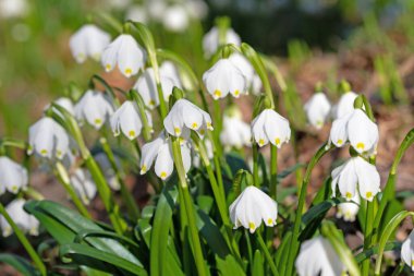 Çiçekli bahar kar taneleri, leucojum vernum