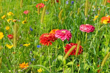 Flower meadow with great biodiversity