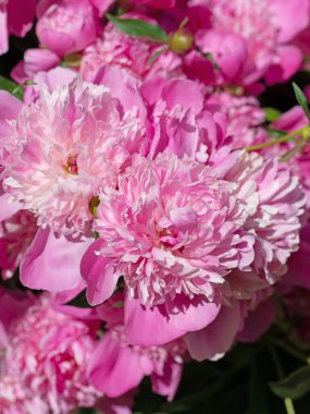 Blooming pink  peonies, paeonia, in the garden