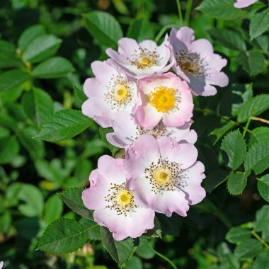 Çiçekli gül kalçalar, Rosa canina, baharda
