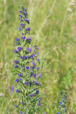 Çiçekli mavi engerek böceği, Echium vulgare