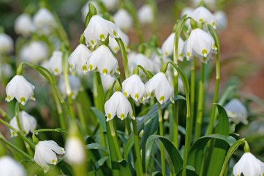 Çiçekli bahar kar taneleri, leucojum vernum