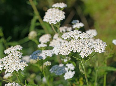 Çiçek açan kiraz kuşunu yakından çek.