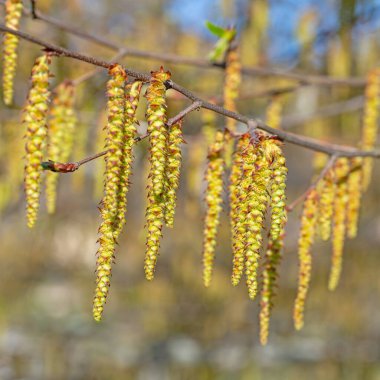 Boynuz direğinin erkek çiçekleri
