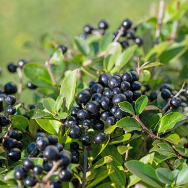 Özel böğürtlen, Ligustrum vulgare