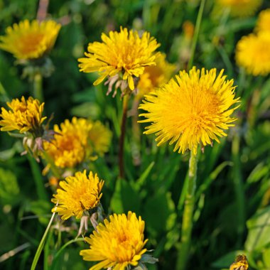 Çiçekli karahindiba, Taraxacum, baharda.