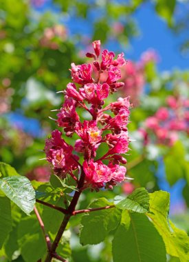 Kırmızı çiçekli at kestanesi, Aesculus rubicunda, baharda