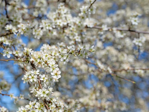 Çiçek açan kara diken, Prunus spinosa, baharda