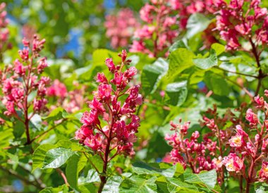 Kırmızı çiçekli at kestanesi, Aesculus rubicunda, baharda