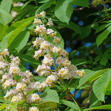 İlkbaharda çiçek açan kestane ağacı