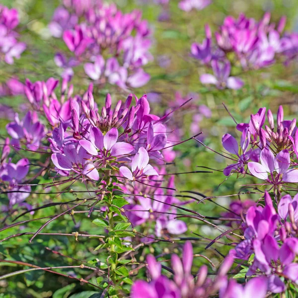 Spider Flower Cleome Spinosa Garden — Foto Stock
